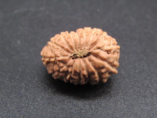 15 Mukhi Indonesia Natural Rudraksha 17.00 mm Rudraksha Report No. RDQ0044277