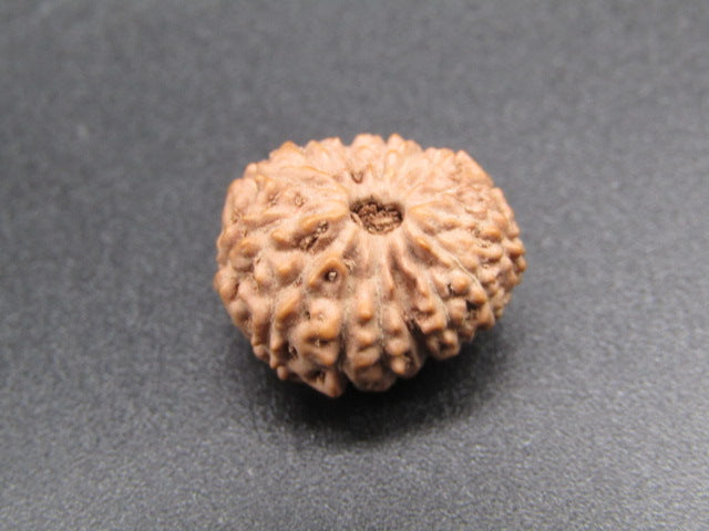 15 Mukhi Indonesia Natural Rudraksha 17.10 mm Rudraksha Report No. RDQ0044287