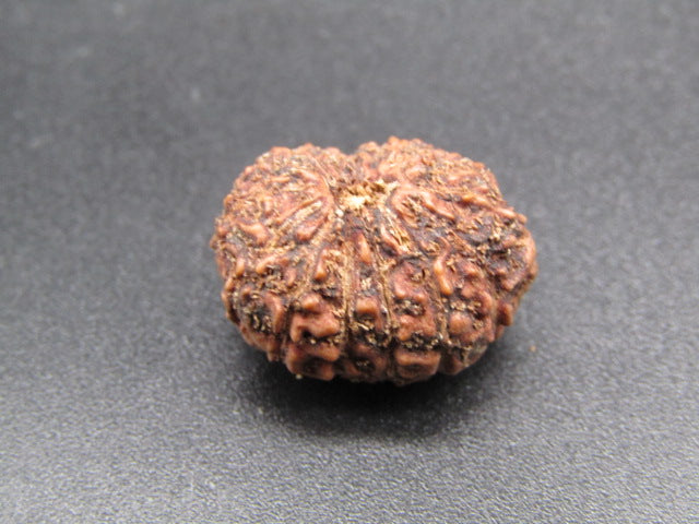15 Mukhi Indonesia Natural Rudraksha 19.51 mm Rudraksha Report No. RDQ0044288