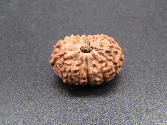 15 Mukhi Indonesia Natural Rudraksha 17.33 mm Rudraksha Report No. RDQ0044289