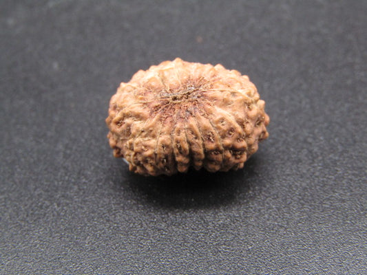 15 Mukhi Indonesia Natural Rudraksha 17.21 mm Rudraksha Report No. RDQ0044292