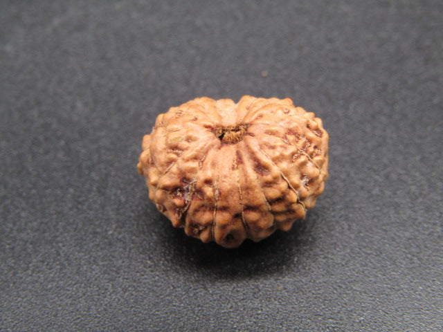 15 Mukhi Indonesia Natural Rudraksha 16.88 mm Rudraksha Report No. RDQ0044294