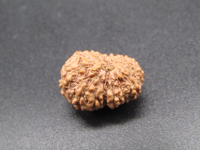 15 Mukhi Indonesia Natural Rudraksha 16.62 mm Rudraksha Report No. RDQ0044298