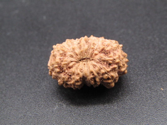 15 Mukhi Indonesia Natural Rudraksha 19.00 mm Rudraksha Report No. RDQ0044299