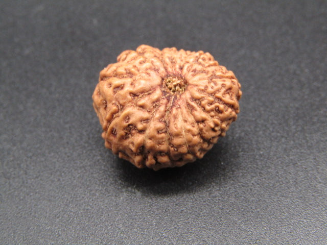 15 Mukhi Indonesia Natural Rudraksha 19.64 mm Rudraksha Report No. RDQ0044301