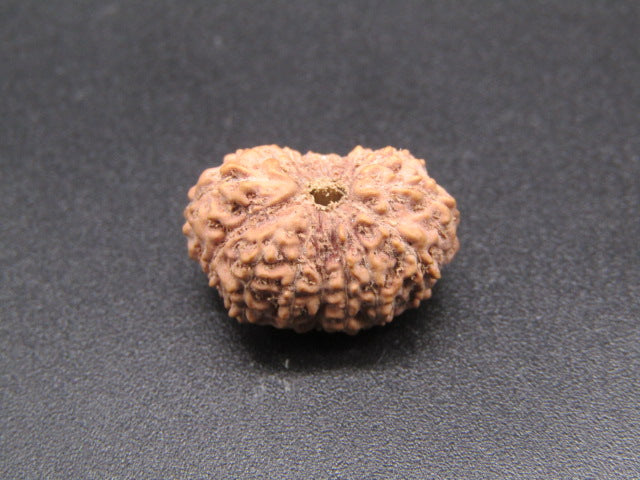 16 Mukhi Indonesia Natural Rudraksha 18.30 mm Rudraksha Report No. RDQ0044306