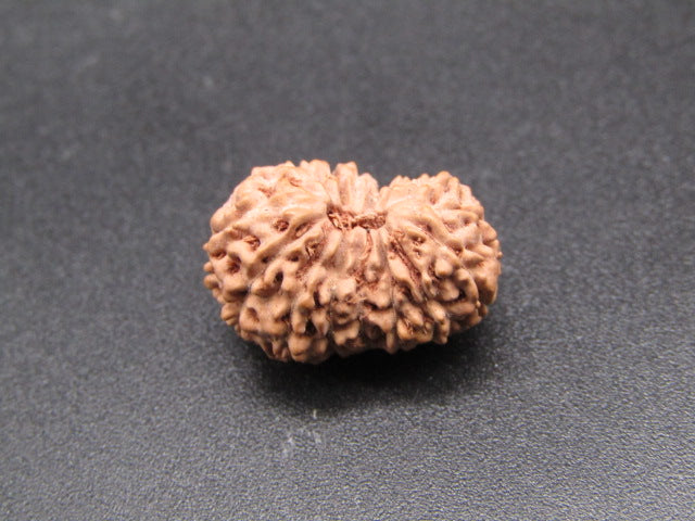 16 Mukhi Indonesia Natural Rudraksha 18.26 mm Rudraksha Report No. RDQ0044307