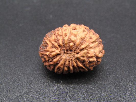 16 Mukhi Indonesia Natural Rudraksha 19.61 mm Rudraksha Report No. RDQ0044308