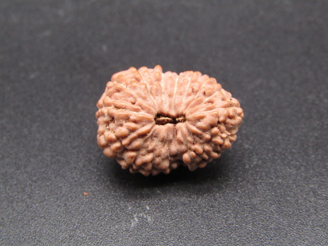 16 Mukhi Indonesia Natural Rudraksha 18.74 mm Rudraksha Report No. RDQ0044315