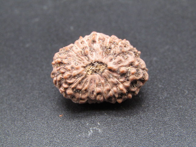 17 Mukhi Indonesia Natural Rudraksha 19.55 mm Rudraksha Report No. RDQ0044316