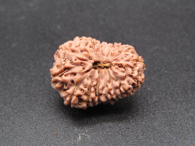 17 Mukhi Indonesia Natural Rudraksha 19.00 mm Rudraksha Report No. RDQ0044330