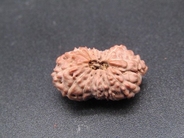 17 Mukhi Indonesia Natural Rudraksha 20.45 mm Rudraksha Report No. RDQ0044331