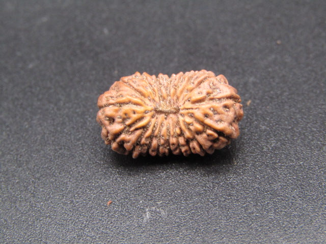 18 Mukhi Indonesia Natural Rudraksha 17.35 mm Rudraksha Report No. RDQ0044336
