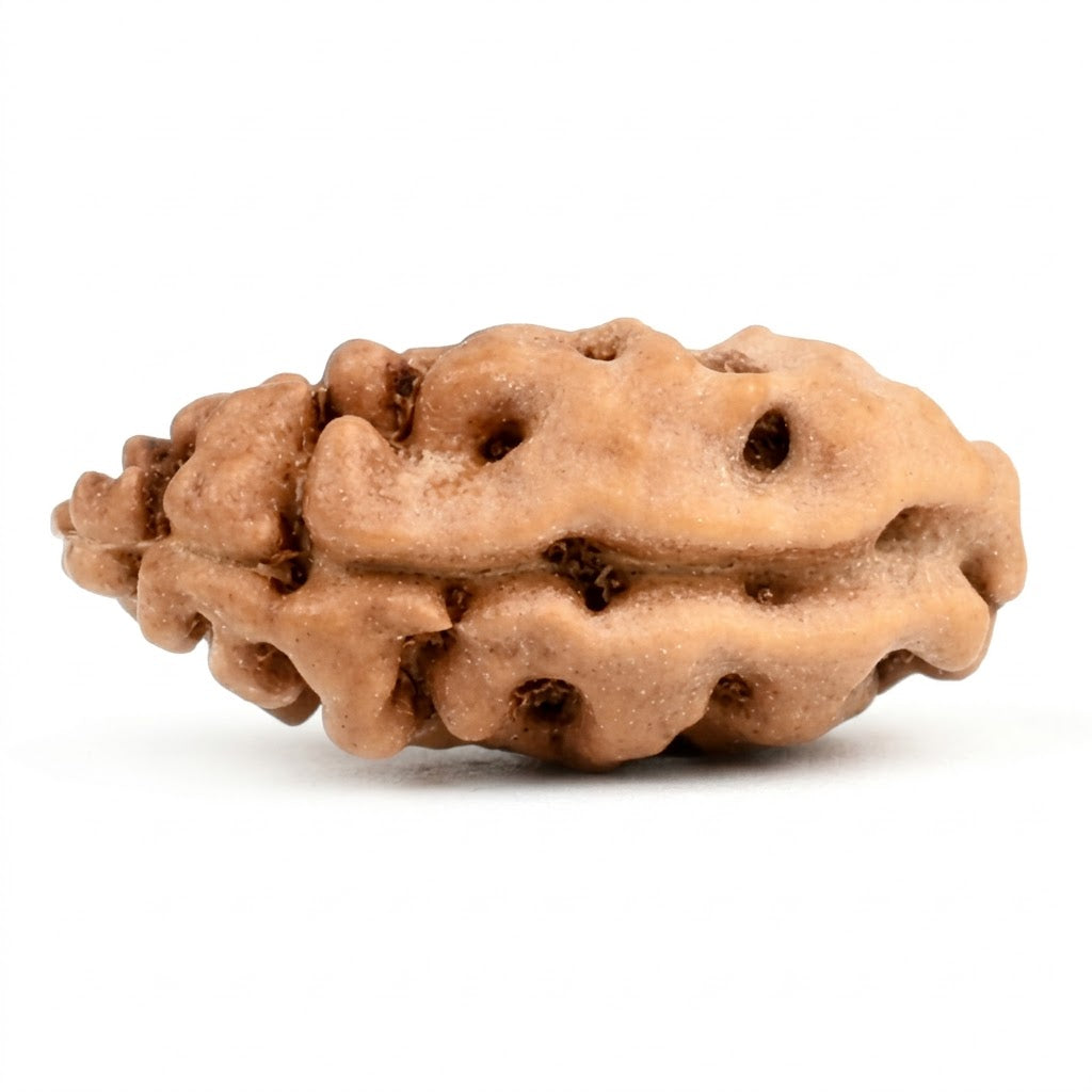 1 Mukhi Rudraksha – Indonesia (Java)