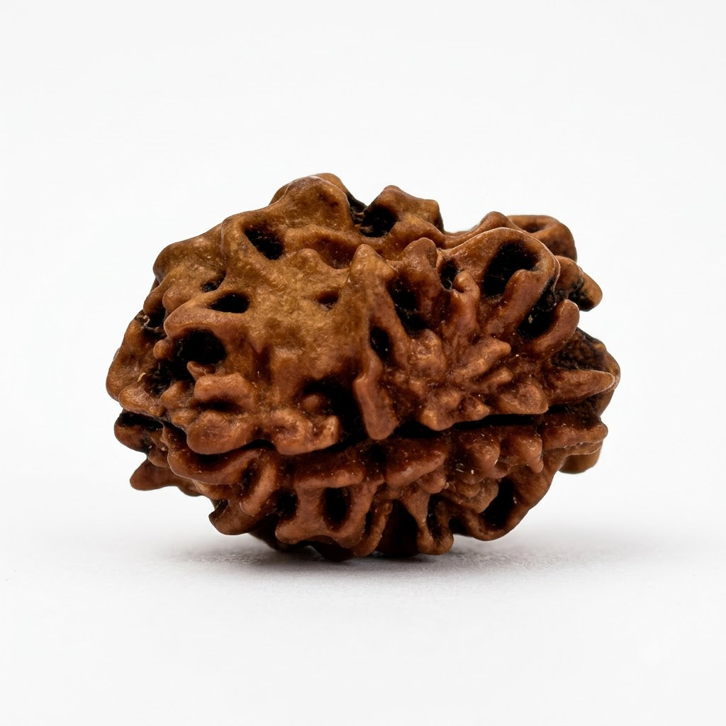 2 Mukhi Himalayan Rudraksha