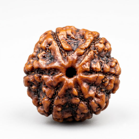 6 Mukhi Rudraksha (Premium Big Size) – Nepal