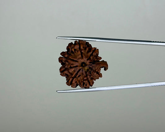 8 Mukhi Ganesh Natural Rudraksha – 11.19 Carat, Nepal – RDGJ622441 | Gemkrishna