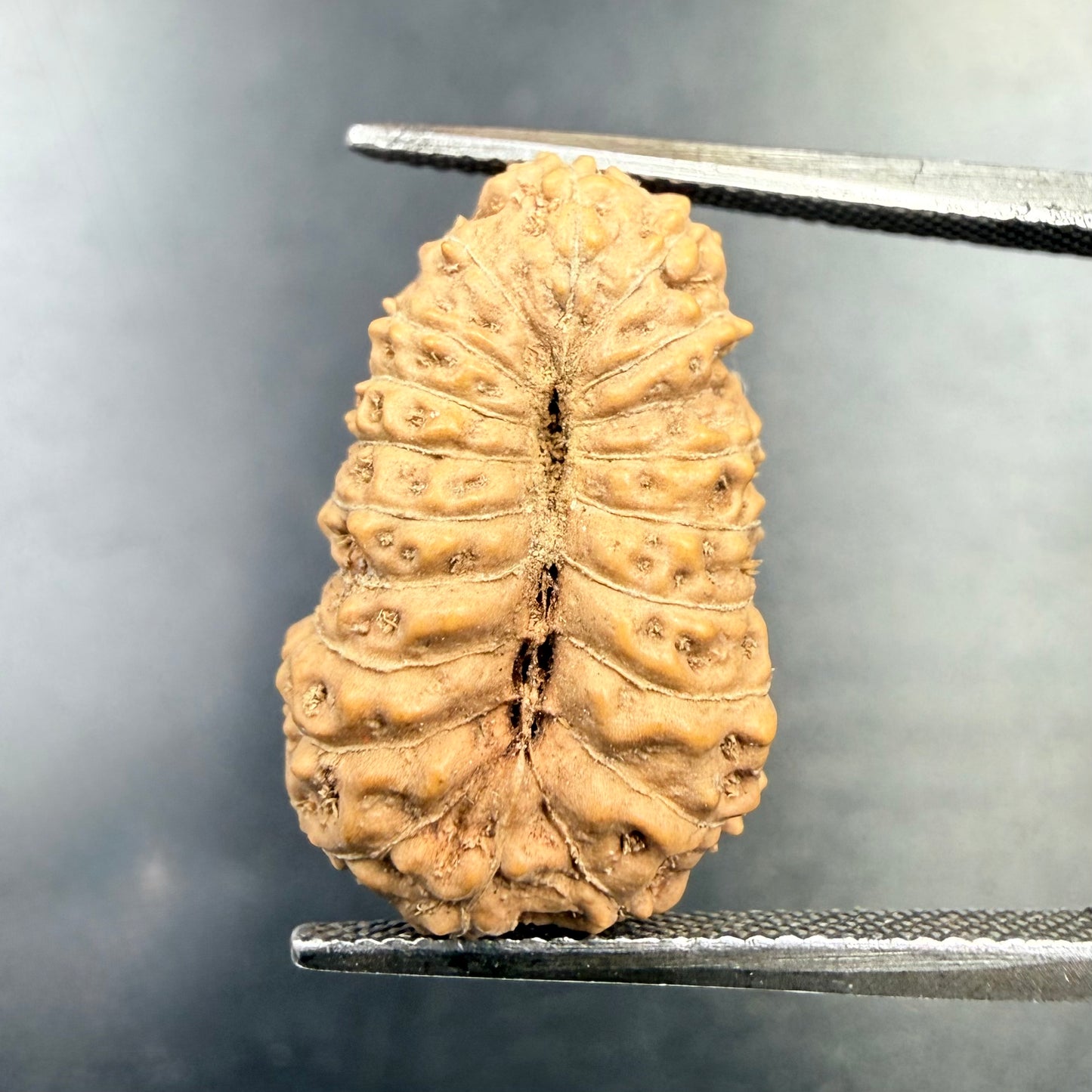 19 Mukhi Rudraksha (18.90mm) Indonesia