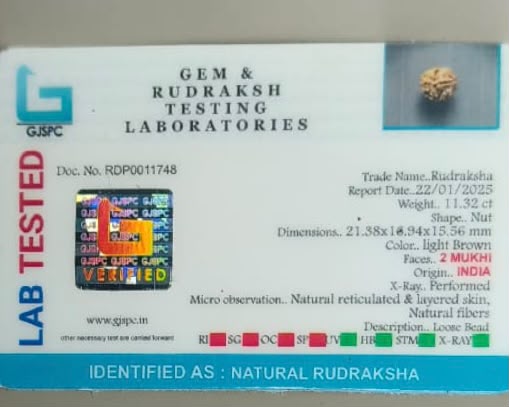 Natural 2 Mukhi Rudraksha – 11.32 Carat, India – RDP0011748 | Gemkrishna