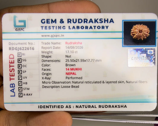 Gem and Rudraksha testing laboratory report for natural 14 Mukhi Nepal rudraksha