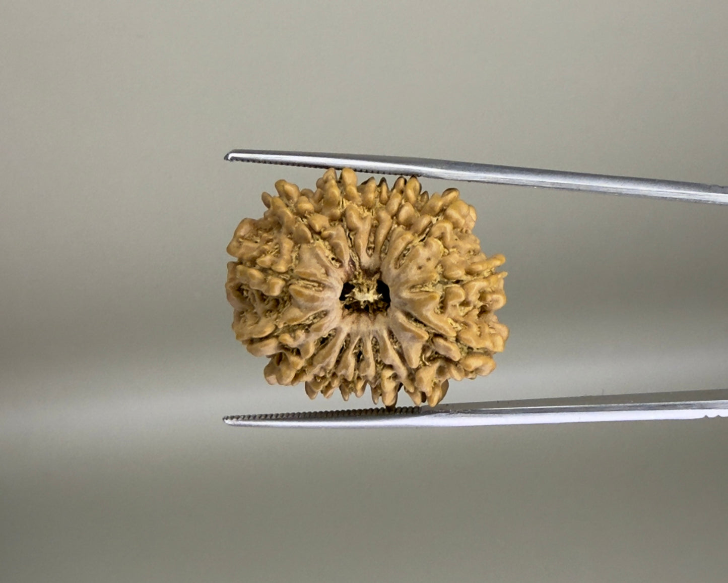 Natural 14 Mukhi Nepal rudraksha bead close-up with visible carved facets
