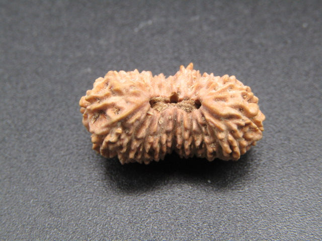 Natural 22 Mukhi rudraksha seed with two sides and central holes on dark surface