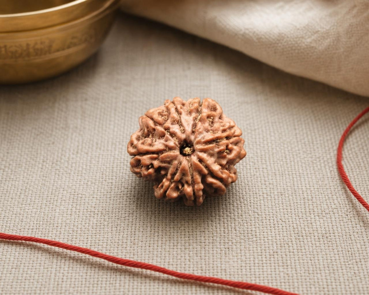 Natural 8 Mukhi Nepal rudraksha bead with carved grooves, shown with red string on fabric