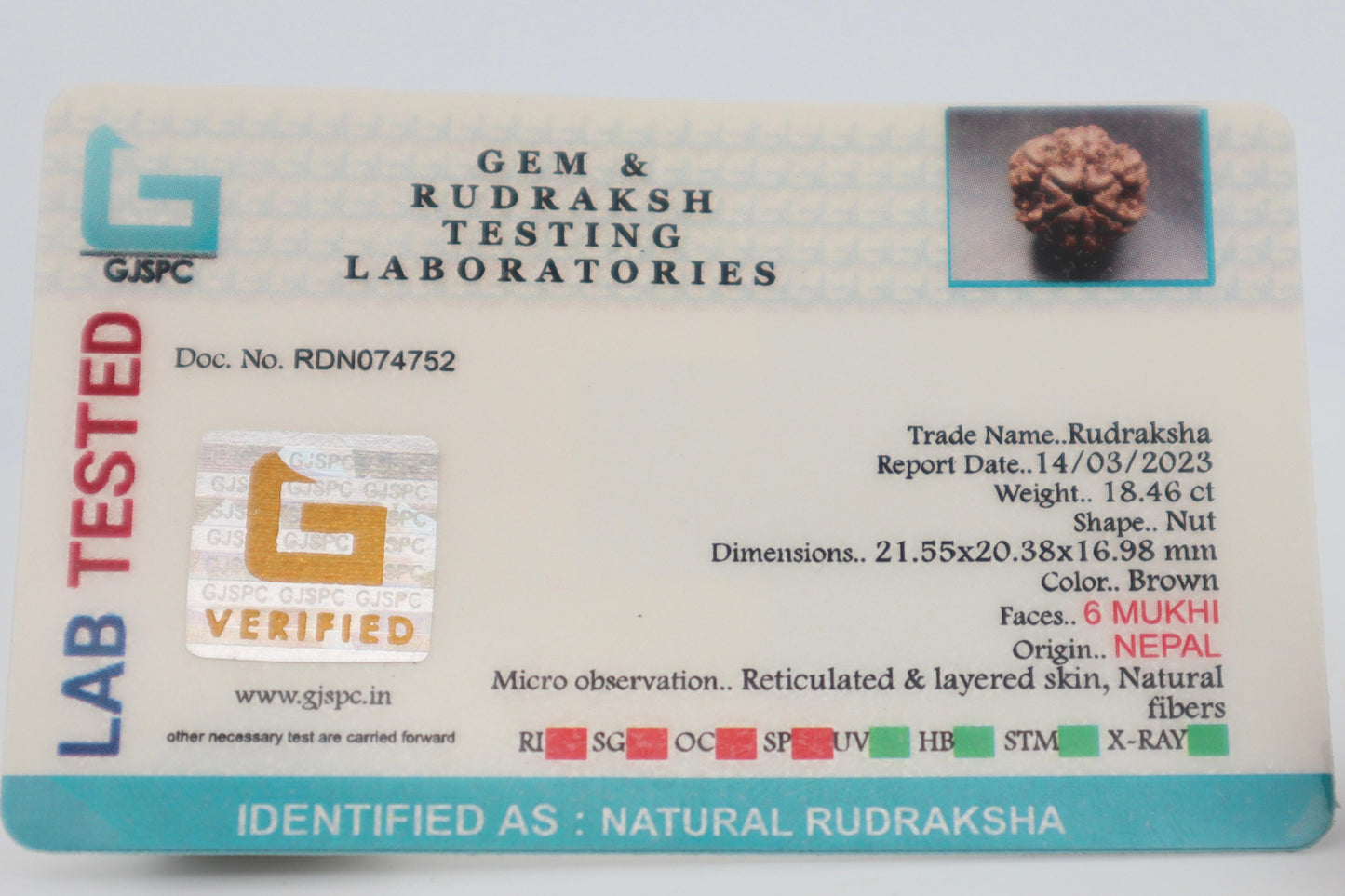 Natural 6 Mukhi Rudraksh (Nepal) Certficate: RDN074752