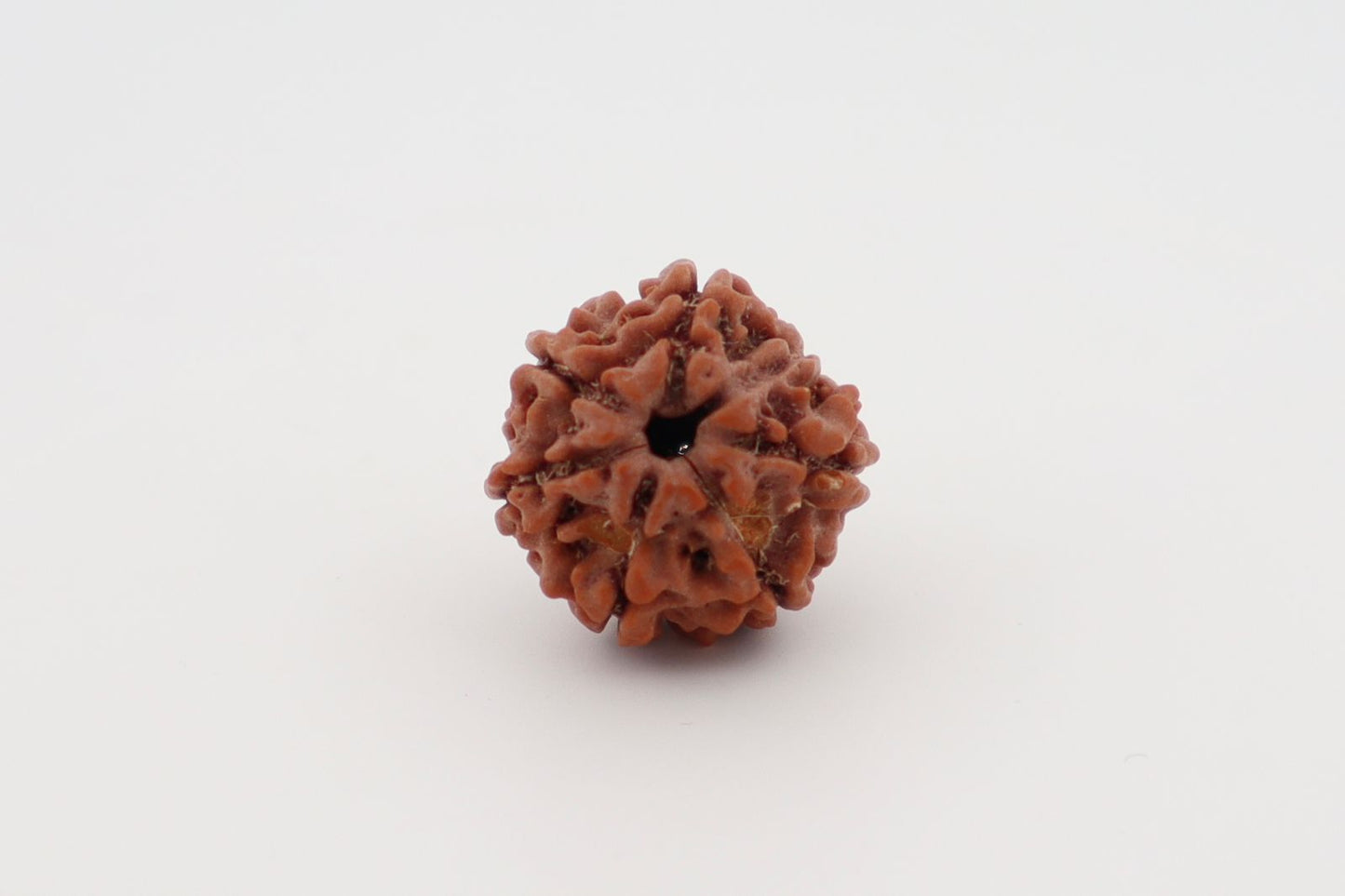 Natural 6 Mukhi Rudraksha (Nepal)