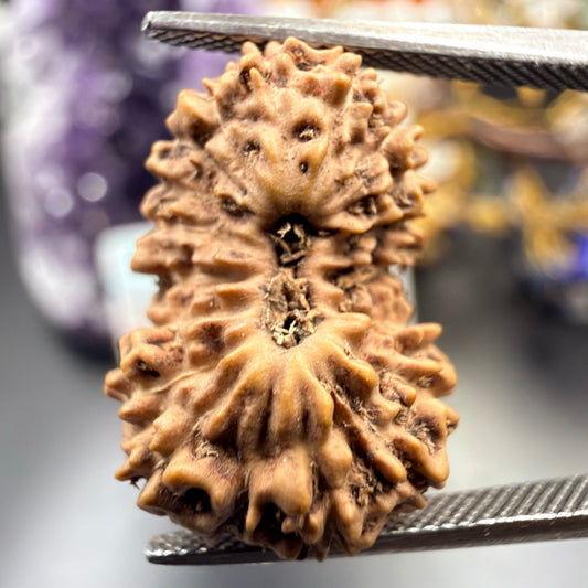 Rudraksha beads arranged to show natural facial lines and traditional mukhi variations