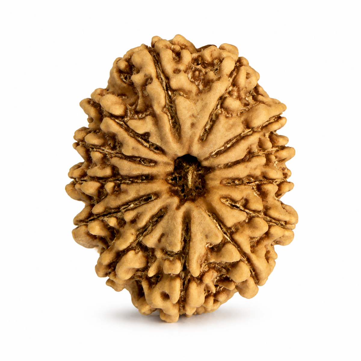 Nepal Rudraksha Beads
