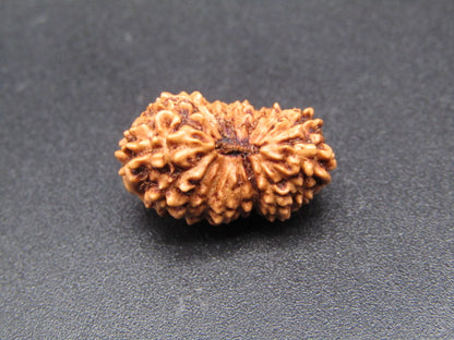 18 Mukhi Indonesia Natural Rudraksha 18.36 mm Rudraksha Report No. RDQ0044348