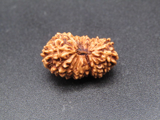 18 Mukhi Indonesia Natural Rudraksha 18.36 mm Rudraksha Report No. RDQ0044348