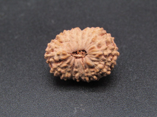 18 Mukhi Indonesia Natural Rudraksha 18.51 mm Rudraksha Report No. RDQ0044349