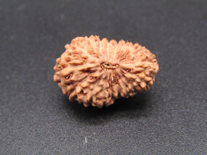 18 Mukhi Indonesia Natural Rudraksha 18.58 mm Rudraksha Report No. RDQ0044350