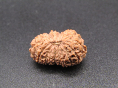 18 Mukhi Indonesia Natural Rudraksha 18.32 mm Rudraksha Report No. RDQ0044351