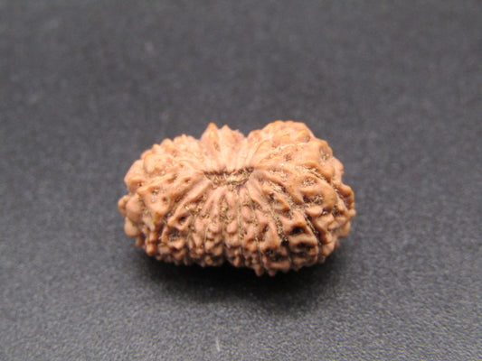 18 Mukhi Indonesia Natural Rudraksha 18.32 mm Rudraksha Report No. RDQ0044351