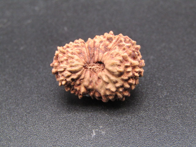 18 Mukhi Indonesia Natural Rudraksha 19.08 mm Rudraksha Report No. RDQ0044352