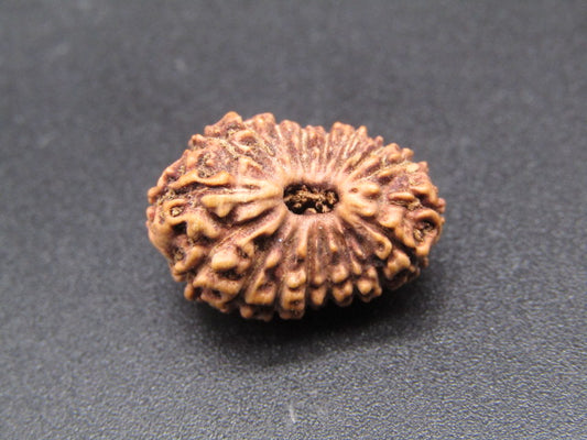 18 Mukhi Indonesia Natural Rudraksha 18.48 mm Rudraksha Report No. RDQ0044353