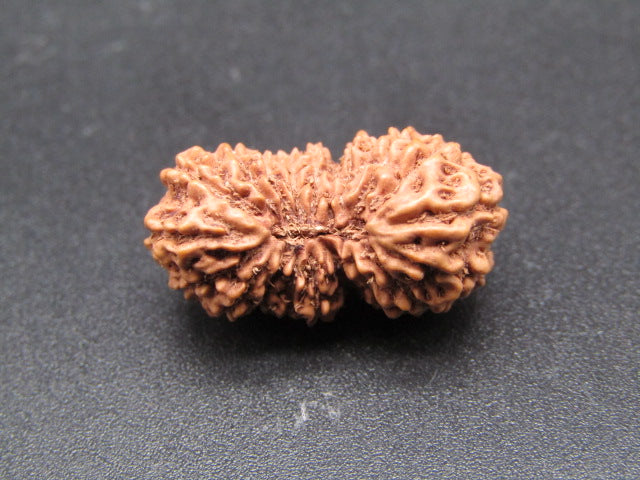 19 Mukhi Indonesia Natural Rudraksha 22.20 mm Rudraksha Report No. RDQ0044354