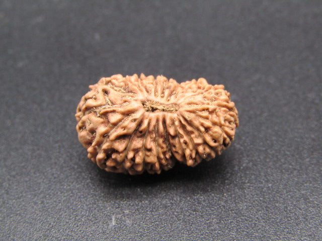19 Mukhi Indonesia Natural Rudraksha 19.60 mm Rudraksha Report No. RDQ0044355