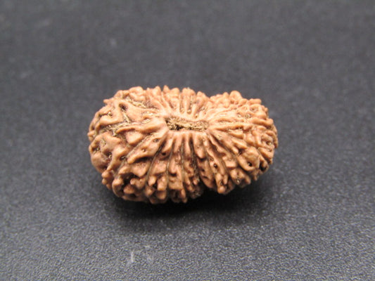 19 Mukhi Indonesia Natural Rudraksha 19.60 mm Rudraksha Report No. RDQ0044355