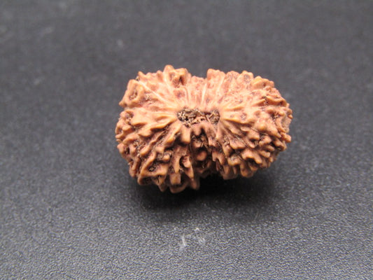 19 Mukhi Indonesia Natural Rudraksha 18.80 mm Rudraksha Report No. RDQ0044356
