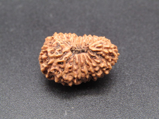 19 Mukhi Indonesia Natural Rudraksha 19.88 mm Rudraksha Report No. RDQ0044357