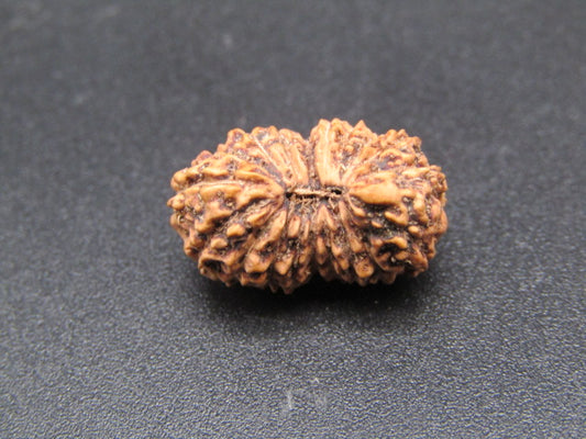 19 Mukhi Indonesia Natural Rudraksha 17.05 mm Rudraksha Report No. RDQ0044358