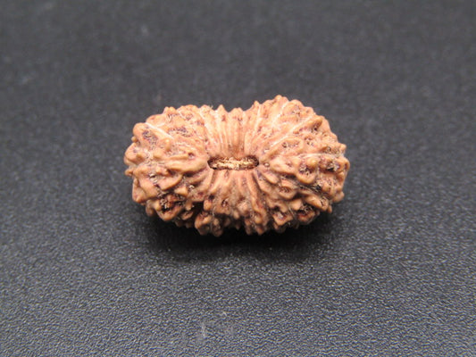 19 Mukhi Indonesia Natural Rudraksha 17.28 mm Rudraksha Report No. RDQ0044359