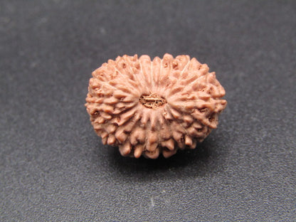 19 Mukhi Indonesia Natural Rudraksha 17.51 mm Rudraksha Report No. RDQ0044360