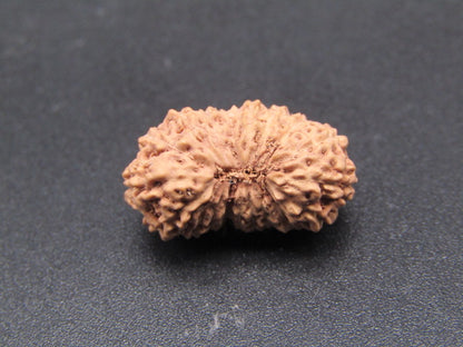 19 Mukhi Indonesia Natural Rudraksha 19.05 mm Rudraksha Report No. RDQ0044361