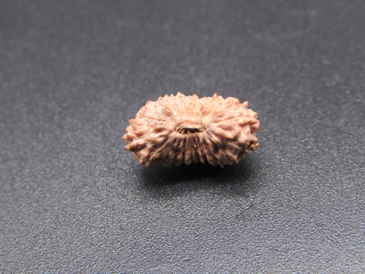 21 Mukhi Indonesia Natural Rudraksha 12.76 mm Rudraksha Report No. RDQ0044362