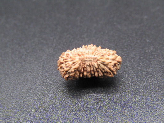 21 Mukhi Indonesia Natural Rudraksha 13.25 mm Rudraksha Report No. RDQ0044363
